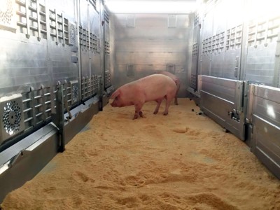 transport of live animals