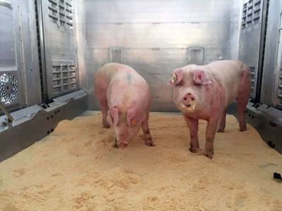transport of live animals