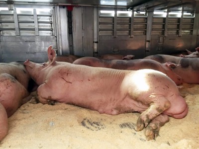 transport of live animals