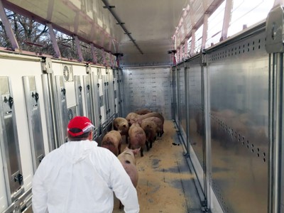 transport of live animals