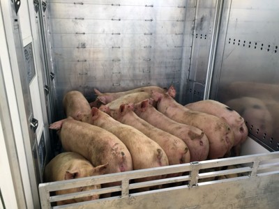 transport of live animals