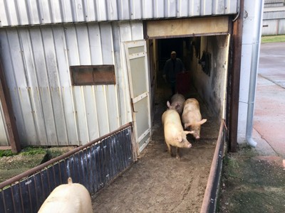 transport of live animals