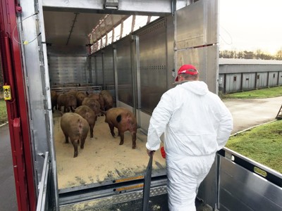 transport of live animals